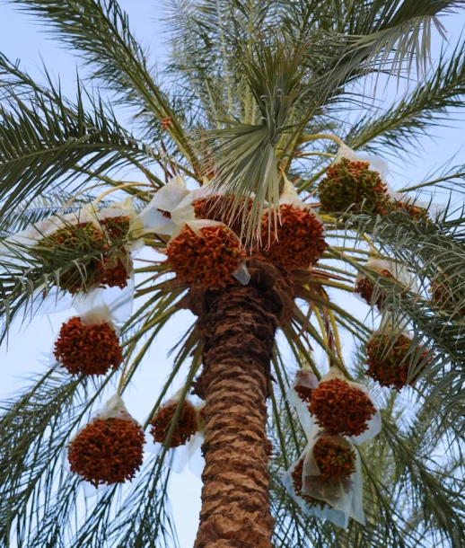 best palms trees best palms trees