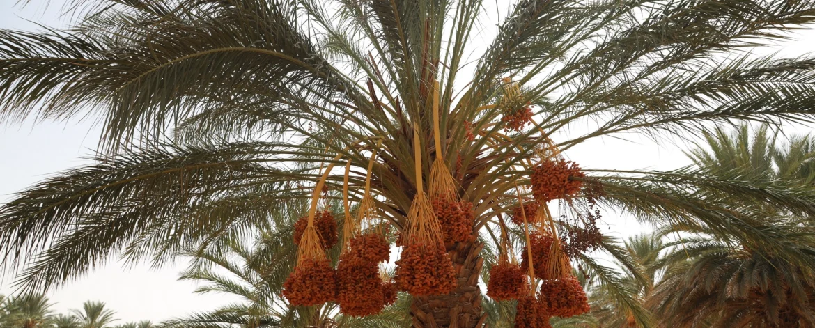 La datte tunisienne est connue dans le monde entier pour sa qualité exceptionnelle. En Tunisie, ce fruit n'est pas seulement un aliment, mais aussi une tradition profondément enracinée dans la culture locale. Chez www.alsaqer-dates.com, nous avons fait de la datte tunisienne notre spécialité en vous proposant les meilleures dattes, sélectionnées avec soin pour leur goût, leur fraîcheur et leurs bienfaits nutritionnels. Un Produit de Terroir Unique Les dattes tunisiennes proviennent principalement des oasis du sud du pays, notamment de la région de Tozeur et de Kebili, où les conditions climatiques sont parfaites pour la culture de ce fruit exceptionnel. Les journées chaudes et ensoleillées, combinées à des nuits fraîches, créent un environnement idéal pour produire des dattes sucrées et juteuses. La variété la plus célèbre est sans conteste la Deglet Nour, reconnue pour son goût délicat et sa texture douce. Elle est souvent appelée "la reine des dattes" en raison de sa qualité supérieure. Cette datte à la chair tendre et au goût sucré, légèrement caramélisé, est particulièrement appréciée dans le monde entier. Chez www.alsaqer-dates.com, nous veillons à ce que chaque datte soit cueillie à maturité et soigneusement triée pour garantir une qualité irréprochable. Pourquoi choisir www.alsaqer-dates.com pour vos dattes ? Une sélection rigoureuse pour une qualité premium Nos dattes sont sélectionnées selon des critères stricts. Chaque fruit est trié à la main, ce qui nous permet de ne garder que les meilleurs exemplaires. Nous accordons une attention particulière à la qualité visuelle et gustative des dattes que nous proposons. Le but est simple : vous offrir des dattes fraîches, charnues, sans défaut, prêtes à être dégustées. Un processus de conservation optimisé Chez www.alsaqer-dates.com, nous savons à quel point la fraîcheur est essentielle pour apprécier toute la saveur des dattes tunisiennes. C'est pourquoi nous utilisons des méthodes de conditionnement modernes et respectueuses des normes sanitaires les plus strictes. Grâce à ces procédés, nous garantissons que nos dattes restent fraîches et savoureuses, sans avoir recours à des conservateurs chimiques. Un produit riche en bienfaits nutritionnels Les dattes ne sont pas seulement délicieuses, elles sont également extrêmement bénéfiques pour la santé. Riches en fibres, en vitamines et en minéraux, elles sont une source d'énergie naturelle idéale. Elles sont notamment recommandées pour les sportifs, les personnes cherchant à améliorer leur digestion, ou encore celles qui souhaitent augmenter leur apport en antioxydants. En consommant régulièrement des dattes, vous profitez de nombreux bienfaits pour la santé tout en vous régalant d'un fruit savoureux. Les bienfaits des dattes tunisiennes pour la santé Les dattes tunisiennes sont reconnues pour leurs nombreux bienfaits. Elles sont riches en fibres, ce qui aide à réguler la digestion et à prévenir les problèmes intestinaux. De plus, leur teneur élevée en glucides naturels en fait un excellent substitut aux sucres raffinés, tout en fournissant une énergie durable. Elles sont également une excellente source de potassium, un minéral essentiel au bon fonctionnement des muscles et du cœur. Consommer des dattes régulièrement peut aussi contribuer à améliorer la santé osseuse grâce à leur teneur en magnésium et en calcium. Enfin, les dattes sont riches en antioxydants, ce qui aide à protéger les cellules du corps contre les effets des radicaux libres, responsables du vieillissement cellulaire. Un engagement envers la durabilité et l'éthique Chez www.alsaqer-dates.com, nous sommes fiers de soutenir un modèle d'agriculture durable. Nous travaillons main dans la main avec des agriculteurs locaux qui respectent des pratiques agricoles responsables, garantissant ainsi la préservation des ressources naturelles et la protection de l'environnement. Nos partenaires producteurs utilisent des méthodes de culture qui minimisent l'impact sur les sols et réduisent la consommation d'eau, une ressource précieuse dans les régions arides où sont cultivées les dattes. De plus, nous privilégions le commerce équitable en nous assurant que les agriculteurs reçoivent une rémunération juste pour leur travail. Cela leur permet d'améliorer leurs conditions de vie tout en continuant à produire des dattes de la meilleure qualité. Comment déguster et conserver vos dattes tunisiennes Pour profiter pleinement de la saveur et de la fraîcheur des dattes, il est important de bien les conserver. Une fois ouvertes, les dattes doivent être stockées dans un endroit frais et sec, à l'abri de l'humidité. Si vous souhaitez les conserver plus longtemps, vous pouvez les mettre au réfrigérateur ou même les congeler sans perdre leurs qualités nutritionnelles ni leur goût. Les dattes peuvent être consommées telles quelles, mais elles se marient également parfaitement avec de nombreux plats. Ajoutez-les dans vos salades, utilisez-les pour sucrer vos desserts de manière naturelle, ou incorporez-les dans des smoothies pour un boost d'énergie rapide. Commandez vos dattes tunisiennes dès aujourd'hui ! En choisissant www.alsaqer-dates.com, vous faites le choix de la qualité, de la fraîcheur et du respect de l'environnement. Nos dattes tunisiennes sont soigneusement sélectionnées pour leur goût exceptionnel et leurs bienfaits pour la santé. Que vous soyez amateur de sucreries naturelles ou simplement à la recherche d'un encas sain et délicieux, nos dattes sont faites pour vous. N'attendez plus, commandez vos dattes tunisiennes dès aujourd'hui sur www.alsaqer-dates.com et découvrez toute la richesse de ce fruit emblématique de la Tunisie.