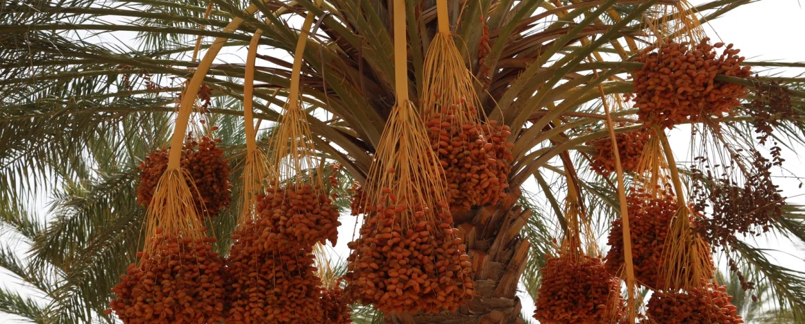 La datte tunisienne est célèbre pour son goût exquis et ses nombreuses vertus pour la santé. Sur www.alsaqer-dates.com, nous nous engageons à fournir des dattes de la plus haute qualité, issues des meilleures plantations de Tunisie. Nos produits sont soigneusement sélectionnés pour offrir à nos clients une expérience gustative exceptionnelle. Pourquoi la Datte Tunisienne est-elle Si Appréciée ? La datte tunisienne, et plus particulièrement la variété Deglet Nour, est reconnue dans le monde entier comme l'une des meilleures dattes disponibles sur le marché. Mais pourquoi ce fruit est-il si spécial ? Les oasis tunisiennes offrent un environnement unique, avec un climat parfait pour la culture des palmiers dattiers. Le soleil généreux et le sol riche donnent aux dattes tunisiennes une douceur naturelle et une texture moelleuse incomparable. C’est cette combinaison de facteurs naturels qui fait de la datte tunisienne une référence dans le domaine. Nos dattes Deglet Nour sont soigneusement cultivées pour garantir un goût riche et sucré, ainsi qu'une texture délicate qui fond en bouche. Chaque datte est récoltée à maturité, assurant ainsi une fraîcheur et une qualité optimales à chaque bouchée. Les Bienfaits Santé des Dattes Tunisiennes Une Source Naturelle d'Énergie Les dattes sont une excellente source d'énergie naturelle. Leur forte teneur en glucides, notamment sous forme de fructose et de glucose, en fait une collation idéale pour les sportifs ou toute personne cherchant à recharger ses batteries rapidement et sainement. En consommant des dattes, vous obtenez un apport en énergie immédiat, sans avoir recours à des sucres raffinés ou des additifs artificiels. C'est un choix parfait pour une alimentation équilibrée et naturelle. Riches en Fibres et en Minéraux En plus de leur goût délicieux, les dattes sont aussi une excellente source de fibres alimentaires, essentielles pour une bonne digestion. Elles aident à réguler le transit intestinal et à prévenir les troubles digestifs courants comme la constipation. Les dattes sont également riches en minéraux tels que le potassium, le magnésium et le fer, qui sont essentiels pour la santé du cœur, la régulation de la tension artérielle et la prévention de l’anémie. Un petit nombre de dattes chaque jour peut grandement contribuer à votre bien-être général. Antioxydants et Protection Cellulaire Les dattes contiennent une grande quantité d'antioxydants, notamment des flavonoïdes et des caroténoïdes, qui aident à protéger les cellules du corps contre les dommages causés par les radicaux libres. Ces antioxydants jouent un rôle crucial dans la prévention des maladies chroniques et dans le renforcement du système immunitaire. www.alsaqer-dates.com : Un Engagement pour la Qualité Une Sélection Rigoureuse des Meilleurs Fruits Chez www.alsaqer-dates.com, nous sommes passionnés par la qualité. Chaque datte que nous proposons est soigneusement sélectionnée pour garantir qu'elle répond à nos critères stricts de fraîcheur, de goût et de texture. Nous travaillons directement avec des producteurs locaux en Tunisie, ce qui nous permet de suivre de près le processus de production, de la récolte au conditionnement. Nous nous assurons que chaque datte qui arrive sur votre table a été cueillie à son apogée de maturité et emballée dans les meilleures conditions pour préserver toutes ses qualités organoleptiques. Des Procédés de Conditionnement Modernes et Sûrs Nous utilisons les technologies les plus avancées pour le nettoyage, le tri et le conditionnement de nos dattes. Nos installations respectent les normes les plus strictes en matière d’hygiène et de sécurité alimentaire. Ce souci du détail garantit que chaque datte que vous recevez est non seulement délicieuse, mais aussi parfaitement saine. De plus, nos dattes sont emballées de manière à conserver leur fraîcheur et leur saveur naturelle pendant longtemps. Ainsi, vous pouvez profiter d’un produit d'exception, que ce soit pour une consommation immédiate ou une conservation prolongée. Un Service Client Dévoué à Votre Satisfaction Chez www.alsaqer-dates.com, votre satisfaction est notre priorité. Nous mettons un point d'honneur à offrir un service client de qualité, avec des livraisons rapides et soignées. Nous sommes toujours disponibles pour répondre à vos questions ou pour vous aider à choisir les produits qui conviennent le mieux à vos besoins. Nous proposons également une gamme de produits dérivés des dattes, tels que des barres énergétiques à base de dattes et des pâtes de dattes, idéales pour intégrer ce fruit sain et savoureux à votre quotidien. Comment Consommer et Apprécier les Dattes au Quotidien Les dattes tunisiennes sont incroyablement polyvalentes et peuvent être consommées de nombreuses façons. Que ce soit en collation rapide, ajoutées à vos recettes de pâtisserie ou mixées dans un smoothie, elles apportent une touche sucrée et une valeur nutritionnelle à vos plats. Vous pouvez également les déguster simplement telles quelles, ou les associer avec des noix et du fromage pour une collation gourmande et nutritive. Leur douceur naturelle se marie parfaitement avec des saveurs salées, créant ainsi un équilibre de goût irrésistible. Conclusion Les dattes tunisiennes sont bien plus qu'un simple fruit, elles sont un concentré de saveurs et de bienfaits pour la santé. Chez www.alsaqer-dates.com, nous nous engageons à vous offrir les meilleures dattes, soigneusement sélectionnées et conditionnées pour préserver leur qualité et leur goût authentique. Découvrez dès aujourd'hui la qualité exceptionnelle de nos dattes tunisiennes et faites l'expérience d'un fruit naturel, riche en saveurs et en bienfaits, qui saura ravir vos papilles et soutenir votre santé au quotidien.
