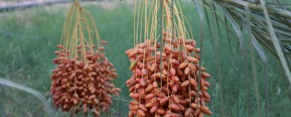 La Tunisie est réputée pour être l'un des plus grands producteurs et exportateurs de dattes dans le monde. Parmi les nombreuses entreprises qui se démarquent, www.alsaqer-dates.com s'impose comme un acteur clé dans l'exportation de dattes de qualité supérieure. Notre engagement envers la qualité, l'authenticité et la satisfaction client nous permet de répondre aux exigences des marchés internationaux tout en valorisant le savoir-faire tunisien. Nous nous efforçons de garantir que chaque datte qui quitte nos entrepôts représente le meilleur de ce que la Tunisie a à offrir. Un savoir-faire ancestral au service de la qualité La Deglet Nour : Le joyau de la Tunisie Parmi les variétés de dattes que nous proposons, la Deglet Nour est incontestablement la plus prisée. Cultivée dans les oasis du sud tunisien, cette variété est souvent appelée la "reine des dattes". Elle se distingue par sa texture moelleuse, sa couleur dorée et sa saveur douce et sucrée. Chez www.alsaqer-dates.com, nous travaillons directement avec des producteurs locaux qui perpétuent des méthodes de culture traditionnelles. Grâce à cette collaboration, nous sommes en mesure de garantir des dattes de la plus haute qualité, récoltées à maturité pour un goût inégalé. Un processus de sélection rigoureux Nous savons que la qualité des dattes est essentielle pour nos clients. C'est pourquoi, chez www.alsaqer-dates.com, chaque datte est soigneusement sélectionnée à la main. Ce processus méticuleux nous permet de ne proposer que des fruits parfaits, exempts de défauts. Une fois sélectionnées, nos dattes sont immédiatement conditionnées dans des installations modernes, respectant des normes strictes d'hygiène et de sécurité alimentaire. Cela garantit que chaque datte arrive chez vous dans un état de fraîcheur optimal. Pourquoi nous sommes le meilleur exportateur de dattes en Tunisie 1. Une expertise reconnue dans l’exportation Avec plusieurs années d'expérience dans l'exportation de dattes, www.alsaqer-dates.com a su se forger une réputation solide sur les marchés internationaux. Nos dattes sont exportées vers des dizaines de pays à travers le monde, et nous travaillons en étroite collaboration avec des partenaires de confiance pour assurer un service de qualité. Grâce à notre expertise logistique, nous sommes en mesure d’expédier rapidement nos produits tout en garantissant leur intégrité et leur fraîcheur. 2. Une traçabilité complète pour garantir la transparence Nous comprenons l'importance de savoir exactement d'où proviennent les produits que vous consommez. C'est pourquoi chez www.alsaqer-dates.com, chaque lot de dattes bénéficie d'une traçabilité complète, de la palmeraie jusqu'à l'arrivée dans les mains de nos clients. Cette transparence nous permet non seulement de garantir la qualité de nos produits, mais aussi de contribuer à la durabilité et à la responsabilité sociale des agriculteurs locaux. En choisissant nos dattes, vous soutenez un modèle de commerce équitable qui valorise les producteurs tunisiens. 3. Une gamme diversifiée pour répondre à tous les besoins En plus de nos dattes Deglet Nour, nous proposons une gamme diversifiée de produits à base de dattes pour répondre aux différentes attentes de nos clients. Que vous recherchiez des dattes fraîches, des dattes dénoyautées, des pâtes de dattes ou même des produits transformés tels que des confitures et des barres énergétiques, www.alsaqer-dates.com a ce qu'il vous faut. Chaque produit est élaboré avec le même souci de qualité, en mettant en avant la richesse des saveurs de la datte tunisienne. Les bienfaits des dattes pour la santé Un aliment nutritif et énergétique Les dattes ne sont pas seulement un plaisir gustatif, elles sont aussi extrêmement bénéfiques pour la santé. Riches en fibres, en vitamines et en minéraux, elles sont une excellente source d'énergie naturelle. Que vous soyez un athlète cherchant un regain d'énergie ou simplement à la recherche d'une collation saine, les dattes sont un choix idéal. Elles contiennent également des antioxydants qui aident à protéger les cellules du corps contre les dommages oxydatifs. Un allié pour la digestion Grâce à leur teneur élevée en fibres, les dattes sont particulièrement bénéfiques pour le système digestif. Elles aident à réguler le transit intestinal et peuvent prévenir les problèmes de constipation. Intégrer des dattes à votre alimentation quotidienne est un moyen simple de prendre soin de votre santé digestive. Un booster pour le système immunitaire Les dattes sont également riches en vitamines et minéraux essentiels tels que le potassium, le magnésium et la vitamine B6, qui jouent un rôle clé dans le bon fonctionnement du système immunitaire. Consommer des dattes régulièrement peut aider à renforcer vos défenses naturelles et à maintenir une bonne santé générale. Nos engagements pour l’avenir de la datte tunisienne Chez www.alsaqer-dates.com, nous ne nous contentons pas de vendre des dattes ; nous sommes également engagés à promouvoir un modèle de production durable. En travaillant étroitement avec les agriculteurs locaux, nous soutenons des pratiques agricoles respectueuses de l'environnement. Nous veillons à ce que chaque étape, de la culture à l'exportation, soit réalisée de manière éthique et responsable. Nous croyons que l'avenir de la datte tunisienne repose sur l'innovation, tout en préservant les méthodes traditionnelles de culture. En investissant dans la recherche et le développement, nous nous efforçons d'améliorer constamment la qualité de nos produits et d'offrir à nos clients des dattes encore plus savoureuses et nutritives. Conclusion Choisir www.alsaqer-dates.com pour vos achats de dattes, c'est opter pour la qualité, l'authenticité et un savoir-faire ancestral. En tant que meilleur exportateur de dattes en Tunisie, nous mettons tout en œuvre pour vous offrir des produits qui respectent les normes les plus strictes en matière de qualité et de durabilité. Faites-nous confiance pour vous apporter le meilleur de la Tunisie, directement chez vous, avec des dattes qui raviront vos papilles et contribueront à votre bien-être.