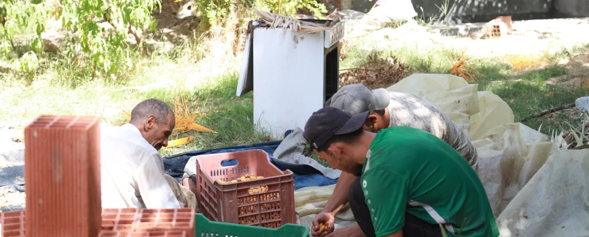La Tunisie est mondialement connue pour la qualité de ses dattes, en particulier la célèbre Deglet Nour, considérée comme l'une des meilleures au monde. Chez www.alsaqer-dates.com, nous avons réussi à devenir le premier exportateur de dattes en Tunisie grâce à notre engagement envers la qualité, l'authenticité et la satisfaction de nos clients. En offrant des produits premium et en respectant des normes strictes de production et d'exportation, nous avons gagné la confiance de clients internationaux exigeants, faisant de nous un acteur clé dans l'industrie des dattes. Pourquoi www.alsaqer-dates.com est le Premier Exportateur de Dattes en Tunisie ? Une Expertise Fondée sur la Tradition et l’Innovation Chez www.alsaqer-dates.com, notre succès repose sur un équilibre parfait entre le respect des traditions locales et l’adoption des dernières technologies de production. Nos producteurs partenaires en Tunisie cultivent des dattes depuis des générations, maîtrisant des techniques de culture ancestrales qui permettent de produire des fruits d'une qualité exceptionnelle. Nous combinons ce savoir-faire avec des procédés modernes pour garantir que nos dattes répondent aux normes internationales en matière de sécurité alimentaire, tout en conservant leur authenticité. Nous avons également investi dans des infrastructures de pointe pour le traitement et le conditionnement des dattes. Nos installations sont équipées pour assurer une hygiène irréprochable, une conservation optimale de la fraîcheur des fruits, et une efficacité dans l'emballage qui facilite leur expédition à travers le monde. Ce mélange d’innovation et de tradition est l’un des secrets de notre succès. Une Sélection Rigoureuse pour une Qualité Incomparable La réputation de www.alsaqer-dates.com en tant que premier exportateur de dattes en Tunisie repose avant tout sur la qualité irréprochable de nos produits. Chaque étape du processus, de la récolte à l’exportation, est réalisée avec une attention particulière aux détails. Nos dattes sont soigneusement sélectionnées, triées à la main pour garantir qu’elles répondent aux critères les plus stricts : un goût sucré et délicat, une texture fondante et une présentation parfaite. Nos dattes Deglet Nour, par exemple, sont cueillies à pleine maturité pour garantir un goût authentique et naturel. Leur couleur ambrée et translucide, leur douceur incomparable et leur texture moelleuse en font un produit prisé sur les marchés internationaux. Cette attention minutieuse à la qualité nous permet de fournir des dattes d'exception à nos clients, qu'ils soient des grossistes, des détaillants ou des consommateurs finaux. Les Dattes Tunisiennes : Un Trésor de Saveurs et de Bienfaits Des Bienfaits Nutritionnels Remarquables Les dattes tunisiennes ne sont pas seulement délicieuses, elles sont aussi riches en nutriments essentiels. Elles sont une excellente source de fibres alimentaires, ce qui les rend idéales pour favoriser une digestion saine. De plus, elles sont naturellement riches en vitamines et minéraux comme le potassium, le magnésium et le fer. Ces éléments contribuent à améliorer la santé cardiovasculaire, à maintenir un bon niveau d’énergie et à renforcer le système immunitaire. Grâce à leur haute teneur en glucides naturels, les dattes sont également une source d’énergie rapide et durable, idéale pour les sportifs ou pour ceux qui cherchent une collation saine et équilibrée. En consommant régulièrement des dattes, vous bénéficiez non seulement d’un plaisir gustatif, mais aussi de multiples bienfaits pour votre santé. Une Saveur Inégalée Les dattes Deglet Nour exportées par www.alsaqer-dates.com sont souvent qualifiées de « meilleur fruit sec » en raison de leur saveur unique. Leur douceur naturelle, combinée à une légère touche caramélisée, les rend parfaites pour être consommées seules ou intégrées dans diverses recettes culinaires. Elles apportent une note sucrée raffinée aux plats salés comme aux desserts, et peuvent être utilisées dans des pâtisseries, des smoothies, ou simplement comme en-cas sain. Un Engagement pour la Durabilité et le Commerce Équitable Soutenir les Communautés Locales Chez www.alsaqer-dates.com, nous croyons fermement au soutien des communautés locales et au commerce équitable. En travaillant directement avec les agriculteurs tunisiens, nous nous assurons que ceux-ci bénéficient d’un prix juste pour leur production, ce qui contribue au développement durable de leurs exploitations. En soutenant les petits producteurs, nous aidons à préserver les méthodes de culture traditionnelles tout en favorisant une agriculture durable. Des Pratiques Durables et Respectueuses de l'Environnement La durabilité est au cœur de notre démarche. Nous nous engageons à adopter des pratiques agricoles respectueuses de l’environnement, en minimisant l'utilisation de pesticides et en promouvant des techniques de gestion de l'eau plus efficaces dans les oasis tunisiennes. Cela nous permet de réduire notre empreinte écologique tout en garantissant la qualité supérieure de nos dattes. Pourquoi Choisir www.alsaqer-dates.com pour vos Achats de Dattes ? Un Service Client Exceptionnel Nous nous engageons à offrir un service client irréprochable, de la commande à la livraison. Que vous soyez un grossiste, un détaillant ou un client particulier, nous faisons de votre satisfaction notre priorité absolue. Notre équipe est disponible pour répondre à toutes vos questions, vous conseiller sur nos produits et vous assurer une expérience d'achat fluide et agréable. Des Exportations Rapides et Fiables Avec des années d’expérience dans l’exportation de dattes, www.alsaqer-dates.com a développé un réseau logistique solide et efficace. Nous sommes en mesure de livrer nos dattes rapidement, en respectant les délais de livraison internationaux. Chaque commande est traitée avec le plus grand soin pour s'assurer que nos produits arrivent en parfait état, prêts à être savourés. Une Qualité Premium à des Prix Compétitifs Chez www.alsaqer-dates.com, nous sommes fiers de proposer des dattes d’une qualité supérieure à des prix compétitifs. Nous croyons que tout le monde devrait avoir accès aux meilleures dattes tunisiennes sans payer un prix exorbitant. En travaillant directement avec les producteurs, nous pouvons garantir des prix justes tout en maintenant des standards élevés de qualité. Conclusion : Faites Confiance à www.alsaqer-dates.com, le Leader de l'Exportation de Dattes en Tunisie Avec un engagement indéfectible envers la qualité, la durabilité et la satisfaction client, www.alsaqer-dates.com s'est imposé comme le premier exportateur de dattes en Tunisie. En choisissant nos produits, vous faites le choix de l'authenticité, du goût et du respect des traditions locales. Que vous cherchiez à importer des dattes pour votre commerce ou à savourer des fruits d’exception, www.alsaqer-dates.com est votre partenaire de confiance pour des dattes tunisiennes d’une qualité inégalée.