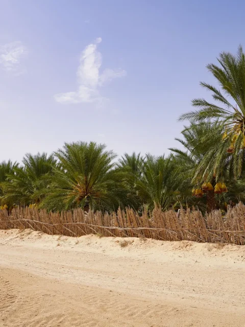 Oasis de palm Douz Tunisia (Copier)