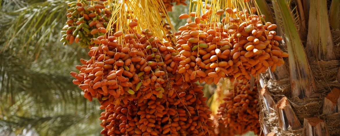 L'exportation de dattes tunisiennes est une véritable success story. La Tunisie, avec son climat idéal pour la culture des dattes, est le premier exportateur mondial de cette délicieuse friandise. Grâce à des entreprises comme https://alsaqer-dates.com, les dattes tunisiennes atteignent les marchés du monde entier, apportant avec elles le goût authentique et la qualité irréprochable du terroir tunisien. Mais qu'est-ce qui rend ces dattes si spéciales et pourquoi les choisir pour vos importations ? Nous vous dévoilons tout dans cet article. Pourquoi les dattes tunisiennes sont-elles si prisées ? Les dattes tunisiennes, et en particulier la variété Deglet Nour, sont souvent qualifiées de "reines des dattes". Ce fruit est reconnu pour sa douceur naturelle, sa texture fondante et son goût légèrement sucré qui ravit les palais les plus fins. La Tunisie bénéficie d'un climat parfait, avec des étés chauds et secs, qui permet une culture optimale des dattes. Les oasis tunisiennes, situées notamment dans le sud du pays, sont connues pour produire des fruits de grande qualité, avec une attention particulière portée à chaque étape de la culture, de la récolte à l'exportation. https://alsaqer-dates.com s'est spécialisée dans la sélection et l'exportation de ces dattes exceptionnelles. Grâce à des techniques de production respectueuses des traditions, alliées à des méthodes de traitement modernes, l'entreprise garantit des produits qui répondent aux normes internationales en matière de qualité et de sécurité alimentaire. Un processus d’exportation rigoureux et transparent L'une des raisons pour lesquelles les dattes tunisiennes sont si appréciées à l’international réside dans le processus d’exportation rigoureux mis en place par les entreprises comme https://alsaqer-dates.com. Chaque étape, de la récolte à l’emballage, est strictement contrôlée pour garantir la fraîcheur et la qualité des produits exportés. 1. Récolte minutieuse et tri sélectif Tout commence avec la récolte des dattes, effectuée à la main pour s'assurer que seuls les fruits mûrs et en parfait état soient sélectionnés. Les dattes sont ensuite triées selon leur taille, leur couleur et leur texture afin d’assurer une uniformité dans les lots exportés. Ce tri méticuleux est crucial pour garantir que seules les meilleures dattes quittent la Tunisie. 2. Emballage conforme aux normes internationales Après la récolte et le tri, les dattes sont soigneusement emballées dans des conditions optimales pour préserver leur fraîcheur pendant le transport. https://alsaqer-dates.com utilise des techniques d’emballage qui respectent les standards internationaux en matière de sécurité alimentaire. Ces emballages sont conçus pour protéger les dattes des variations de température et des dommages physiques, tout en maintenant leur goût et leur texture incomparables. 3. Respect des réglementations d’exportation Exporter des dattes à travers le monde implique de se conformer à des normes strictes en matière d'hygiène et de sécurité. Les dattes exportées par https://alsaqer-dates.com sont certifiées selon plusieurs normes internationales, telles que ISO 22000 et HACCP (Hazard Analysis Critical Control Point). Ces certifications garantissent que le produit est sûr pour la consommation et que toutes les étapes de la production et de l'exportation respectent les réglementations en vigueur. Les marchés internationaux et la demande croissante pour les dattes tunisiennes La demande pour les dattes tunisiennes ne cesse de croître sur les marchés internationaux, en particulier en Europe, en Amérique du Nord, et dans les pays du Golfe. Ce fruit est de plus en plus apprécié non seulement pour son goût, mais aussi pour ses nombreuses vertus nutritionnelles. Riche en fibres, vitamines et minéraux, la datte est un aliment énergisant qui séduit de plus en plus de consommateurs soucieux de leur santé. Grâce à des plateformes comme https://alsaqer-dates.com, il est aujourd'hui facile pour les distributeurs et les importateurs d'accéder à ces dattes de qualité supérieure. L'entreprise propose une large gamme de produits, allant des dattes fraîches aux dattes séchées, en passant par les dattes farcies ou encore les produits dérivés comme la pâte de dattes. Cette diversité permet de répondre à une demande variée, qu'il s'agisse de grandes surfaces, de détaillants ou de l'industrie agroalimentaire. Un partenaire de confiance pour les importateurs Pour les importateurs de dattes, https://alsaqer-dates.com se positionne comme un partenaire fiable et transparent. Grâce à une communication fluide et à une grande flexibilité, l’entreprise s’assure que chaque commande est traitée avec soin et livrée dans les délais impartis. Que vous soyez un petit distributeur ou une grande chaîne d'alimentation, vous pouvez compter sur la réactivité et le professionnalisme de cette plateforme pour garantir une livraison de qualité. Comment passer une commande avec https://alsaqer-dates.com ? Passer une commande de dattes tunisiennes via https://alsaqer-dates.com est un processus simple et rapide. Le site propose une interface intuitive qui permet aux importateurs de consulter les différents produits disponibles, de choisir les quantités souhaitées et de demander un devis personnalisé. Pour garantir une satisfaction optimale, https://alsaqer-dates.com offre également un service client réactif, capable de répondre à toutes les questions concernant les conditions de livraison, les certificats de qualité ou encore les options de personnalisation des emballages. Options de personnalisation pour répondre à vos besoins L’un des avantages de travailler avec https://alsaqer-dates.com est la possibilité de personnaliser les commandes en fonction des besoins spécifiques de chaque client. Que vous souhaitiez un emballage avec votre propre marque ou des quantités spécifiques, l’entreprise s’adapte à vos exigences. Cela permet aux importateurs de proposer à leurs clients des dattes qui correspondent parfaitement à leurs attentes, tant au niveau du goût que de la présentation. Conclusion : un choix de qualité pour l'exportation des dattes tunisiennes En résumé, https://alsaqer-dates.com est la plateforme idéale pour les importateurs cherchant à s'approvisionner en dattes tunisiennes de qualité supérieure. Grâce à un processus d’exportation bien rodé, une attention particulière portée à chaque détail et une capacité à répondre aux besoins spécifiques de ses clients, cette entreprise se distingue sur le marché international. Si vous cherchez à importer des dattes qui allient goût, fraîcheur et qualité irréprochable, https://alsaqer-dates.com est le partenaire qu’il vous faut.