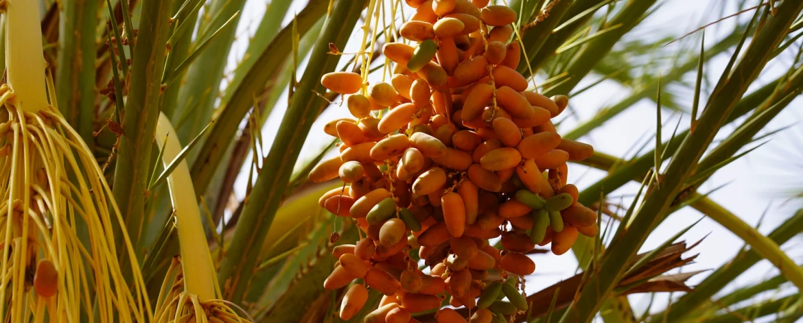 Les dattes tunisiennes sont mondialement reconnues pour leur goût unique, leur douceur et leurs nombreuses vertus nutritionnelles. Depuis des siècles, la Tunisie est un des plus grands producteurs de dattes, notamment la fameuse variété Deglet Nour, souvent appelée la "reine des dattes". Que vous soyez un amateur de produits sains ou un importateur à la recherche de la meilleure qualité, https://alsaqer-dates.com est une plateforme incontournable pour accéder aux meilleures dattes tunisiennes. Dans cet article, nous allons explorer pourquoi ces dattes sont si spéciales et comment alsaqer-dates.com facilite leur exportation. Une tradition ancestrale de culture des dattes en Tunisie La culture des dattes en Tunisie remonte à plusieurs millénaires, notamment dans les régions du sud où les conditions climatiques sont idéales. Le palmier dattier, un arbre résistant aux climats arides, donne des fruits sucrés et nutritifs qui font partie de l’alimentation de base dans cette région. La Deglet Nour, la variété la plus exportée, est réputée pour sa chair translucide, son goût de miel délicat et sa texture fondante. Les producteurs tunisiens ont su préserver les méthodes traditionnelles de récolte tout en adoptant des techniques modernes pour répondre aux standards internationaux de qualité. C’est cette combinaison unique de savoir-faire ancestral et de modernité qui permet aux dattes tunisiennes de se distinguer sur les marchés internationaux. Pourquoi choisir les dattes tunisiennes sur https://alsaqer-dates.com ? Si vous recherchez des dattes de qualité exceptionnelle, https://alsaqer-dates.com est la référence en matière d’exportation de dattes tunisiennes. L’entreprise met un point d’honneur à sélectionner les meilleures dattes issues des oasis tunisiennes, garantissant ainsi un produit pur, sain et respectueux de l'environnement. 1. Une qualité irréprochable https://alsaqer-dates.com sélectionne ses dattes avec soin. Chaque datte est cueillie à maturité parfaite pour assurer un goût optimal. Que vous recherchiez des dattes fraîches, séchées ou conditionnées, cette plateforme garantit des produits répondant aux exigences des consommateurs internationaux en termes de saveur, de texture et de conservation. 2. Une traçabilité transparente Avec alsaqer-dates.com, chaque étape de la production, du palmier jusqu'à l'exportation, est parfaitement maîtrisée. Les dattes sont issues de plantations certifiées, où des pratiques agricoles durables sont mises en place pour protéger l’environnement et assurer une production éthique. De plus, l'entreprise offre une traçabilité complète, permettant aux importateurs de suivre le parcours des dattes, garantissant ainsi un produit sûr et conforme aux normes sanitaires internationales. 3. Une large gamme de produits https://alsaqer-dates.com ne se limite pas seulement à la variété Deglet Nour. La plateforme propose également d’autres types de dattes tunisiennes, comme les Kenta et les Allig, qui sont tout aussi délicieuses et recherchées par les amateurs de fruits exotiques. En plus des dattes en vrac, vous trouverez aussi des produits transformés comme la pâte de dattes, idéale pour l'industrie agroalimentaire ou pour une utilisation domestique. Un processus d’exportation simple et sécurisé 1. Des services adaptés aux besoins des importateurs Exporter des dattes avec https://alsaqer-dates.com est un processus simplifié. Grâce à une logistique bien rodée et des partenariats solides avec des transporteurs internationaux, l’entreprise assure des livraisons rapides et sécurisées, quel que soit le pays de destination. Que vous soyez en Europe, en Amérique du Nord ou en Asie, vous pouvez être sûr que vos dattes arriveront dans des conditions optimales. 2. Normes de certification et sécurité alimentaire L'une des priorités de https://alsaqer-dates.com est de garantir la sécurité alimentaire. Toutes les dattes exportées respectent les normes internationales, comme les certifications ISO 22000 et HACCP. Ces normes garantissent que les dattes sont produites, stockées et transportées dans des conditions qui respectent les plus hauts standards en matière d'hygiène et de sécurité. Ainsi, les consommateurs finaux peuvent profiter de dattes savoureuses et saines, sans aucun compromis sur la qualité. 3. Emballages personnalisés et écoresponsables En plus de garantir une qualité supérieure, https://alsaqer-dates.com propose des options d'emballage sur mesure pour répondre aux besoins spécifiques des importateurs. Que vous souhaitiez un emballage personnalisé avec votre marque ou des formats spécifiques pour certains marchés, l'entreprise s'adapte à vos exigences. De plus, consciente des enjeux environnementaux, l'entreprise privilégie des emballages respectueux de l’environnement pour minimiser son empreinte écologique. Les bienfaits des dattes tunisiennes pour la santé En plus d’être délicieuses, les dattes tunisiennes sont un véritable atout pour la santé. Riches en fibres, en antioxydants et en minéraux comme le potassium et le magnésium, elles sont idéales pour maintenir une bonne santé digestive, réguler la pression artérielle et fournir une énergie durable. C’est pourquoi elles sont de plus en plus prisées dans les régimes alimentaires sains à travers le monde. De plus, les dattes sont naturellement sucrées, ce qui en fait une alternative parfaite aux sucres raffinés dans de nombreuses recettes. En utilisant des dattes dans l’alimentation, on bénéficie non seulement d’un goût sucré naturel, mais aussi de tous les nutriments essentiels qu’elles contiennent. Conclusion : pourquoi choisir https://alsaqer-dates.com pour vos besoins en dattes tunisiennes ? En résumé, https://alsaqer-dates.com est le partenaire idéal pour quiconque cherche à importer des dattes tunisiennes de qualité supérieure. Grâce à un engagement envers la qualité, la transparence et la durabilité, cette plateforme offre un accès direct aux meilleures dattes de Tunisie, prêtes à conquérir les palais du monde entier. Avec un service client impeccable et une capacité à répondre aux exigences les plus spécifiques, https://alsaqer-dates.com s’impose comme une référence dans le secteur de l'exportation des dattes. Que vous soyez distributeur, restaurateur ou détaillant, choisir les dattes de https://alsaqer-dates.com, c'est opter pour l'excellence, la fraîcheur et un goût authentique qui plaira à coup sûr à vos clients. N'attendez plus pour découvrir ce trésor gastronomique tunisien !