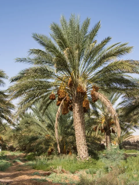 YAS04015 (1) (Copier)