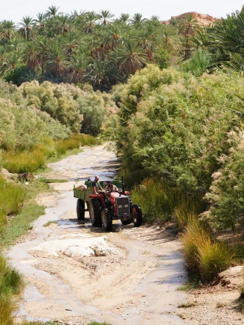 activity on palm trees