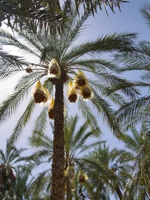 Dates on palm trees 2