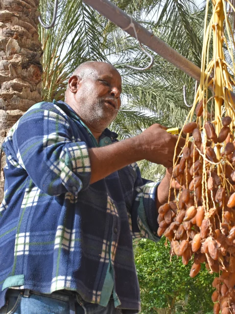 Homme récolte de datte