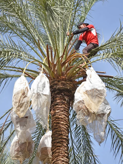man on palm tree